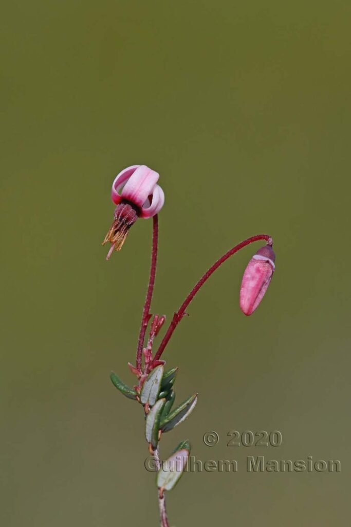 Vaccinium vitis-idaea vers le Pfaeffikersee (Suisse, Zurich)