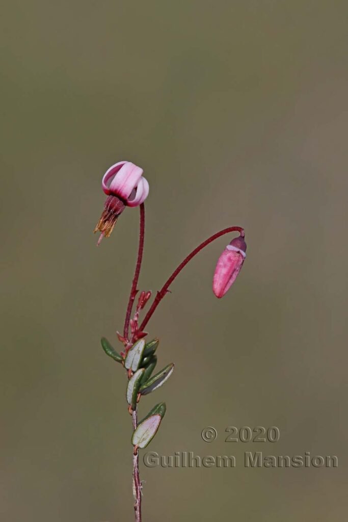 Vaccinium vitis-idaea vers le Pfaeffikersee (Suisse, Zurich)