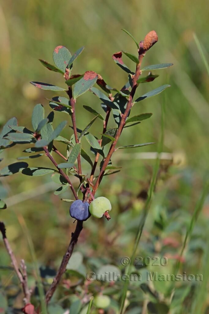 Vaccinium uliginosum dans la région de l'Entlebuch (Suisse, Lucerne)