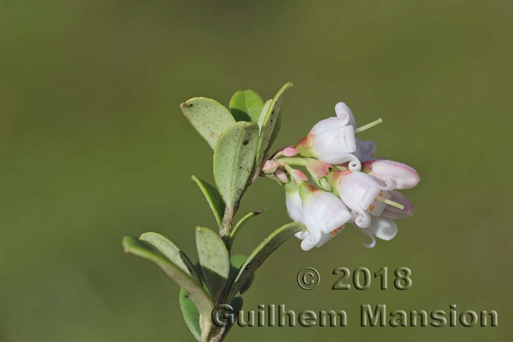 Vaccinium vitis-idaea à la Tzoumaz (Suisse, Valais)