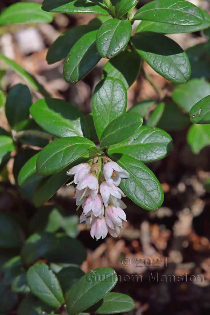 Vaccinium vitis-idaea dans la région de l'Entlebuch (Suisse, Lucerne)