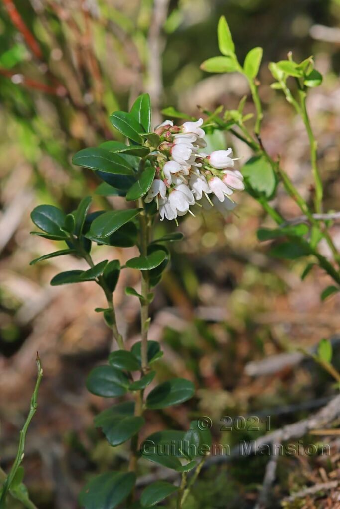 Vaccinium vitis-idaea dans la région de l'Entlebuch (Suisse, Lucerne)