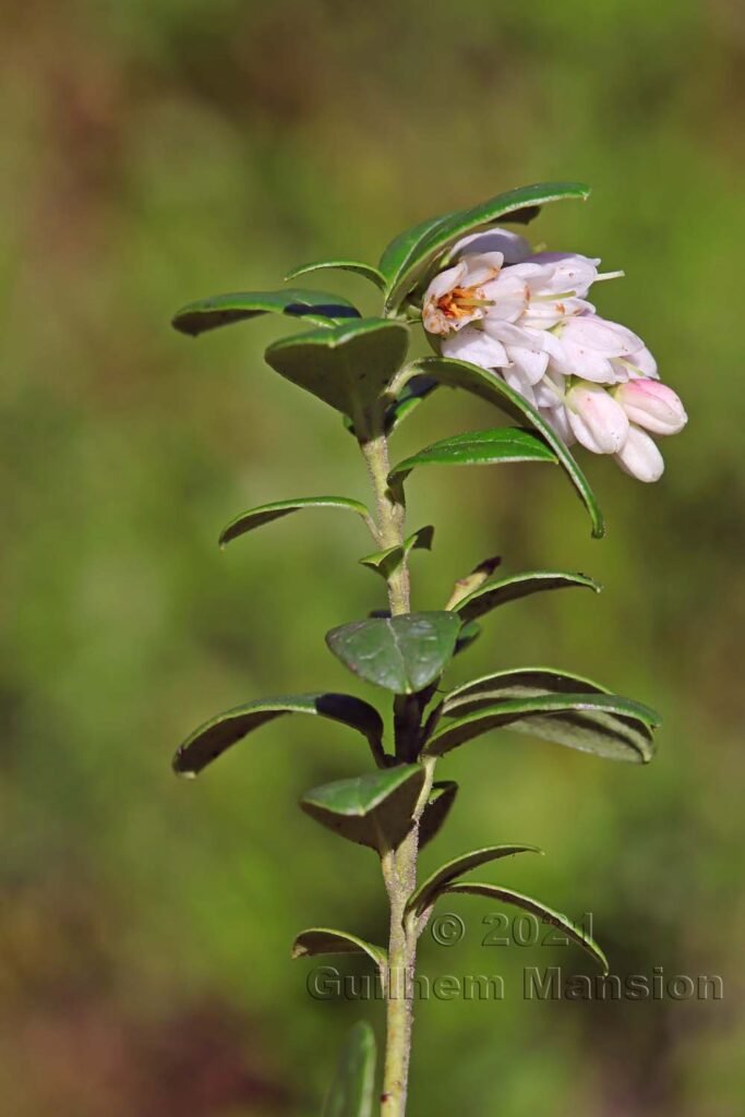 Vaccinium vitis-idaea dans la région de l'Entlebuch (Suisse, Lucerne)
