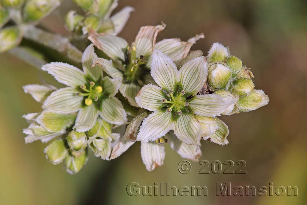 Veratrum album sur le Weissenstein (Suisse, Soleure)