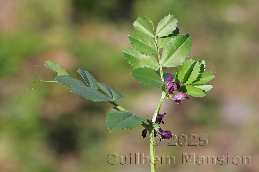 Vicia serratifolia au Monte Stello (France, Haute-Corse)