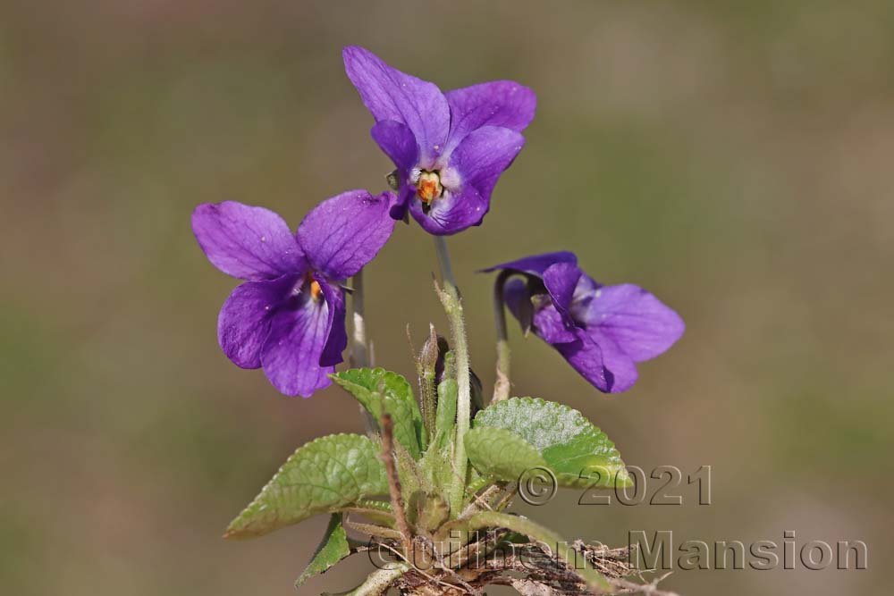 Viola odorata vers Baden (Suisse, Argovie)