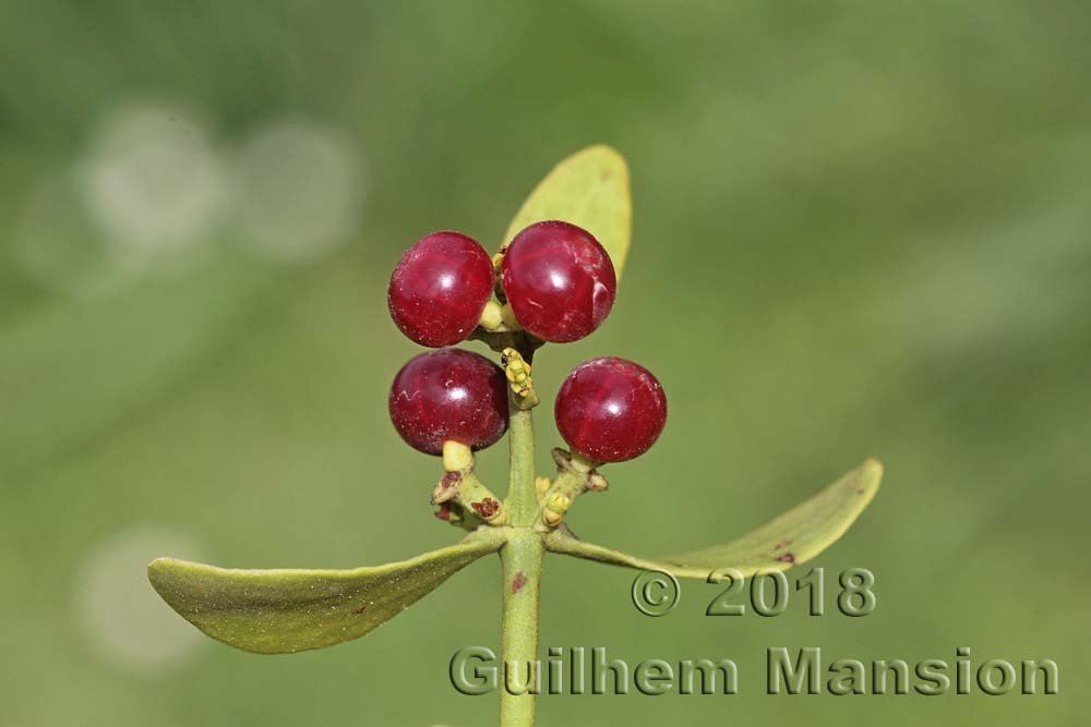 Viscum cruciatum en fruit vers Ronda (Espagne, Andalousie)