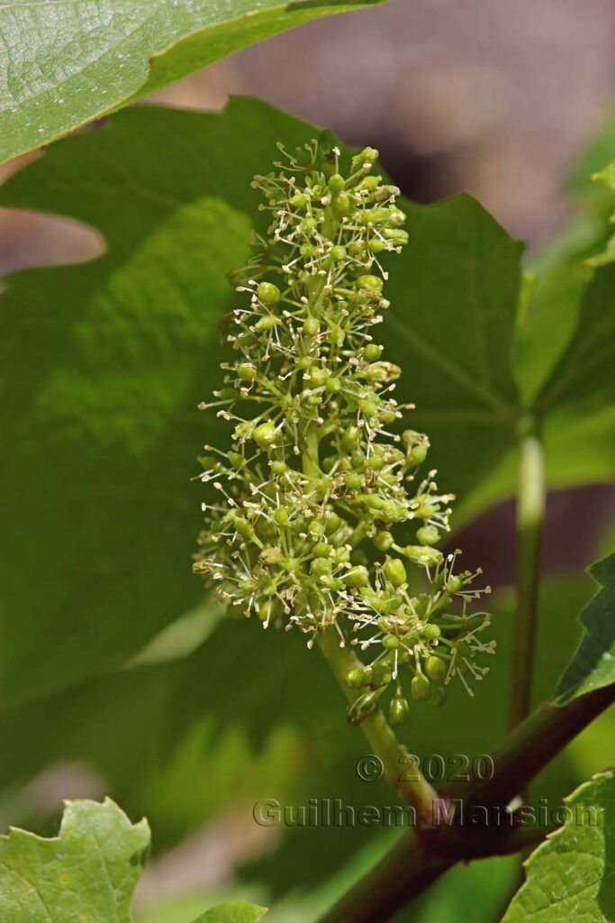 Vitis vinifera aux Follatères (Suisse, Valais)