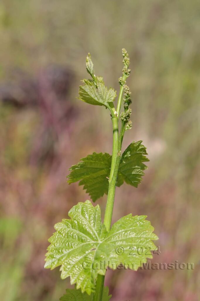 Vitis vinifera entre Fully et Saillon (Suisse, Valais)