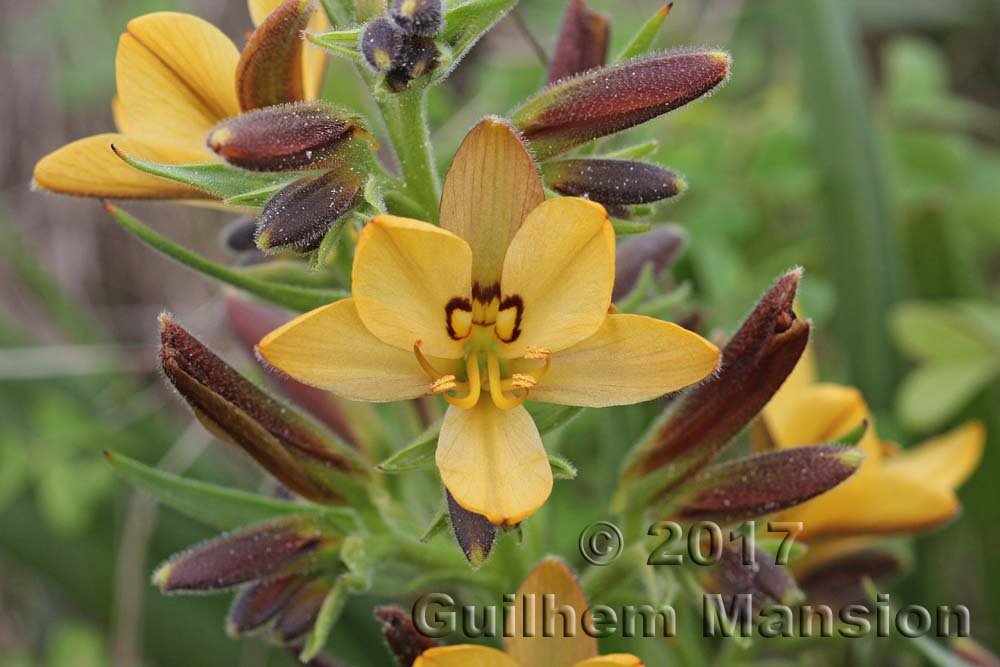 Wachendorfia paniculata vers Yzerfontein (Afrique du Sud)