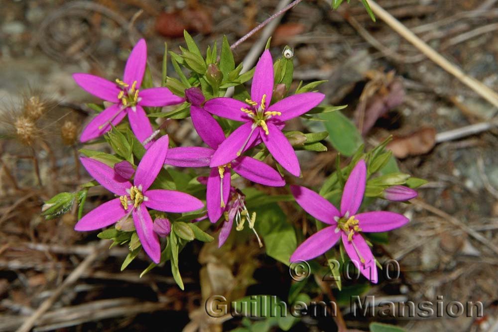 Zeltnera trichantha (USA, Californie)