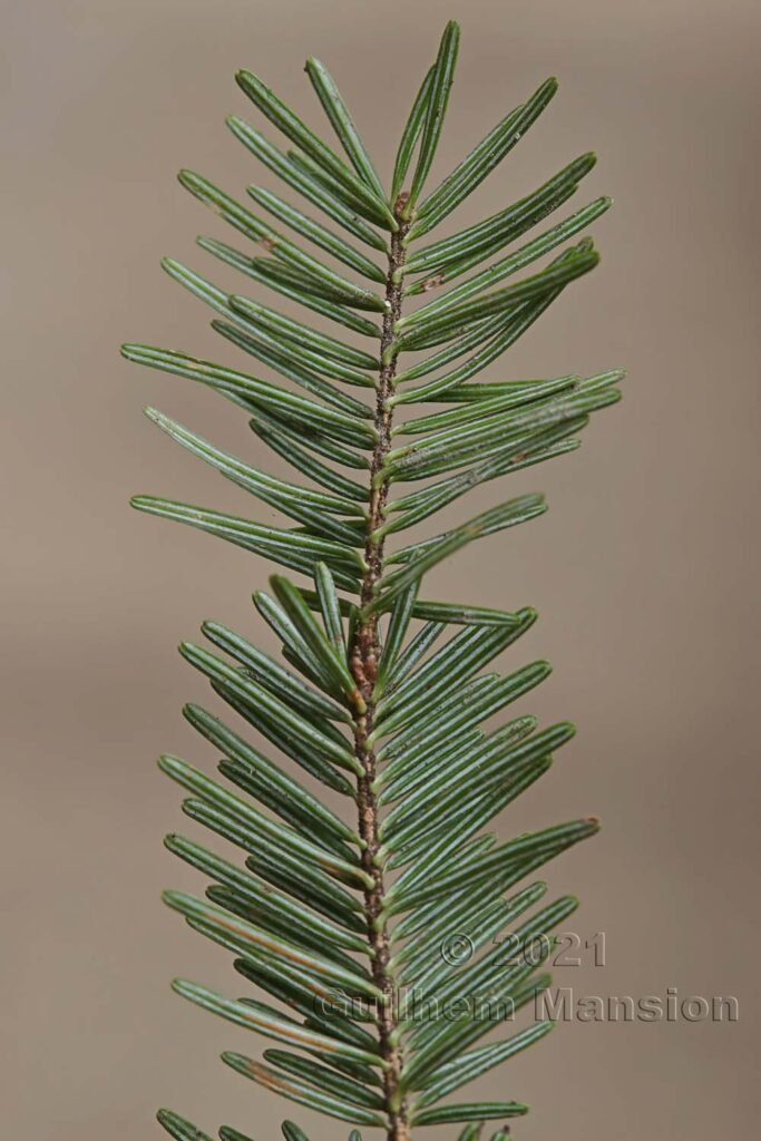 Abies alba vers Baden (Suisse, Argovie)