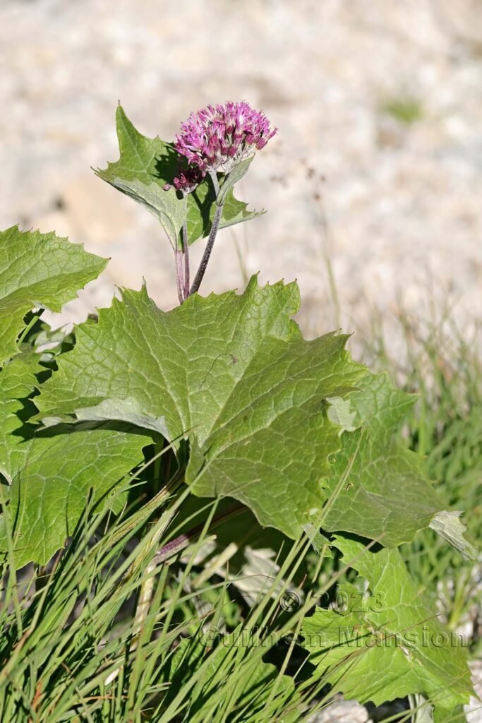 Adenostyles leucophylla vers la Fenêtre d’Arpette (Suisse, Valais)