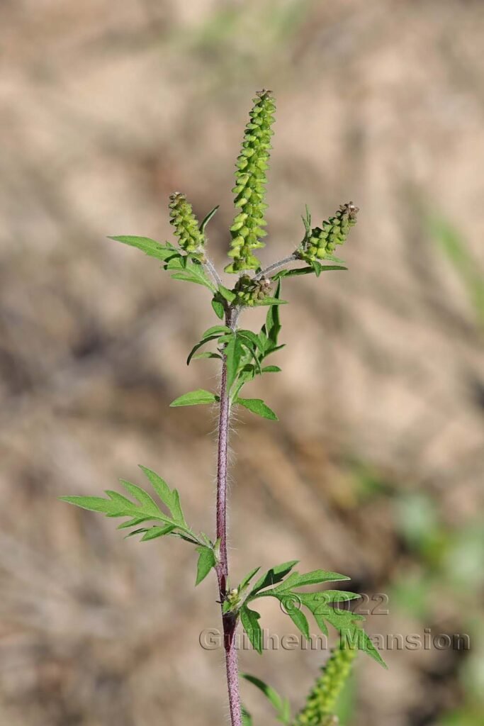 Ambrosia artemisifolia vers Crest (France, Drôme)