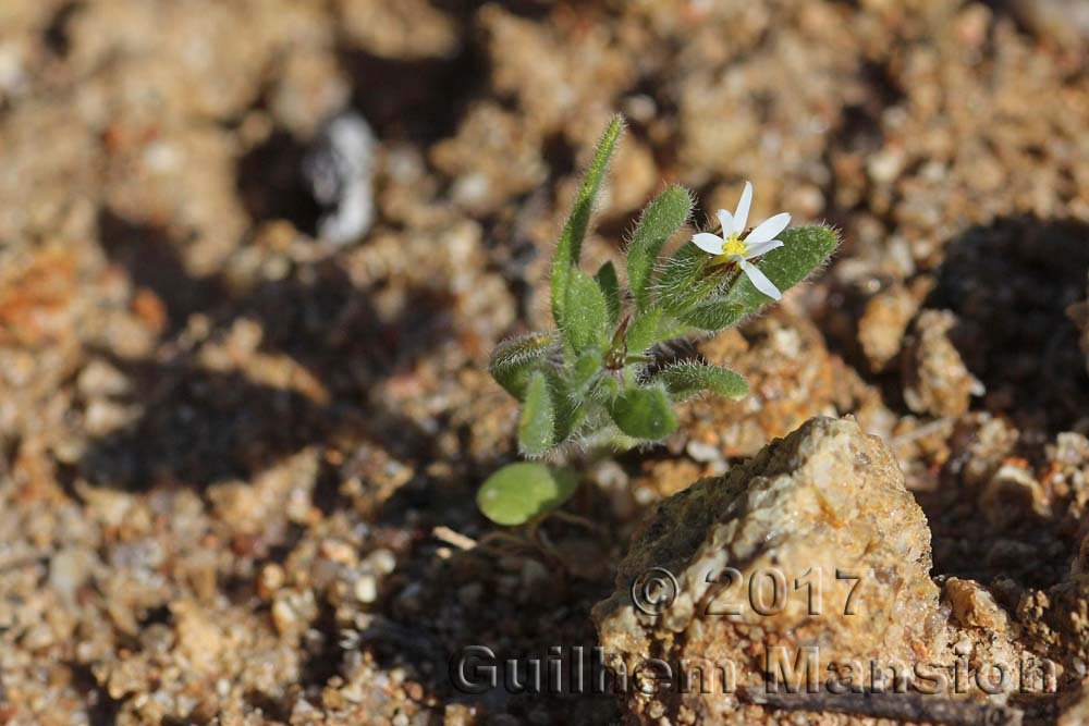 Amellus microglossus vers Kamiesberg (Afrique du Sud)