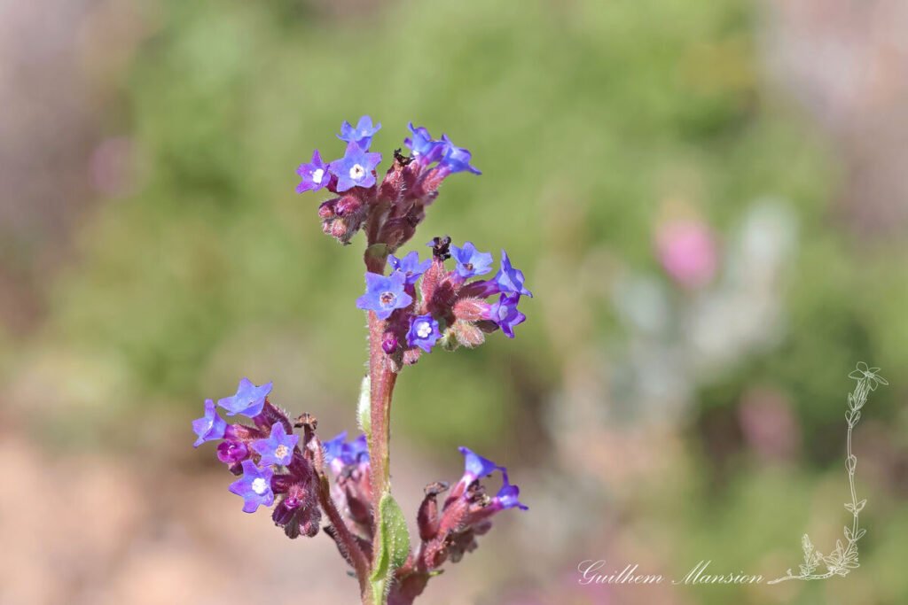 Anchusa calcarea vers Sagres (Portugal, Vila do Bispo)