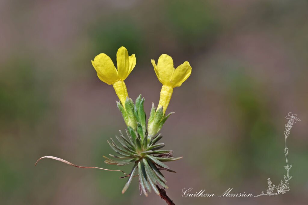 Androsace vitaliana vers le col du Simplon (Suisse, Valais)