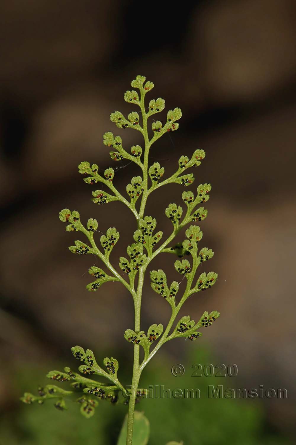 Anogramma leptophylla vers Naters (Valais, Suisse)