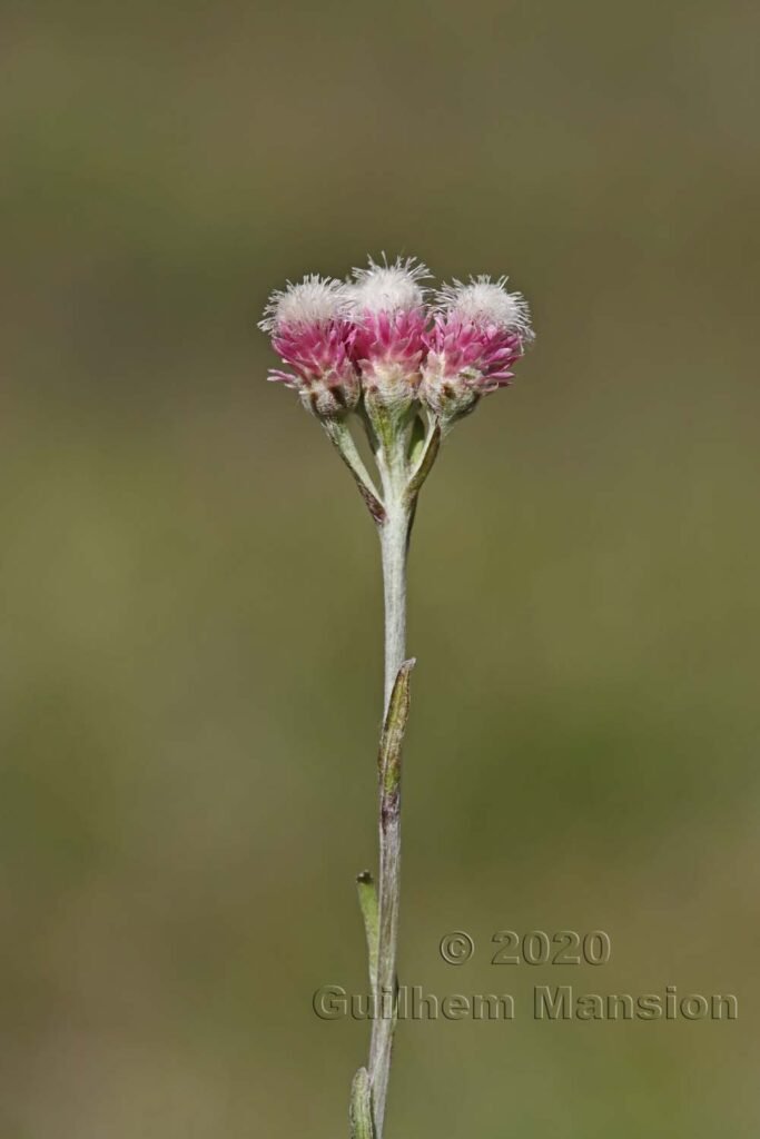 Antennaria dioica vers Zermatt (Suisse, Valais)