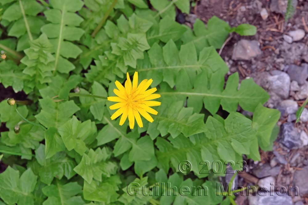 Aposeris foetida vers Derborence (Suisse, Valais)