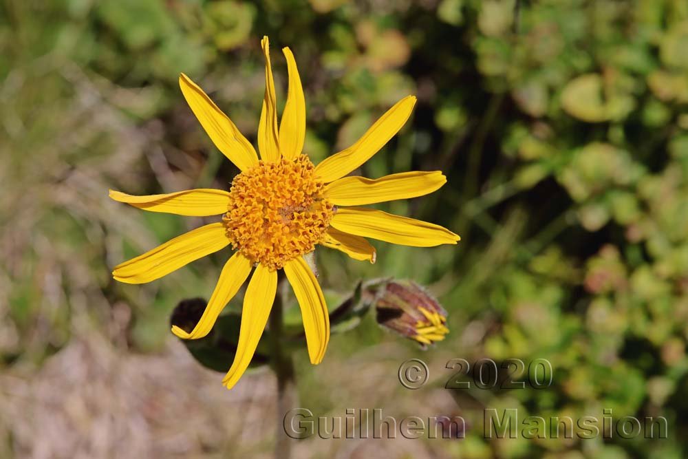Arnica montana vers Kandersteg (Suisse, Berne)