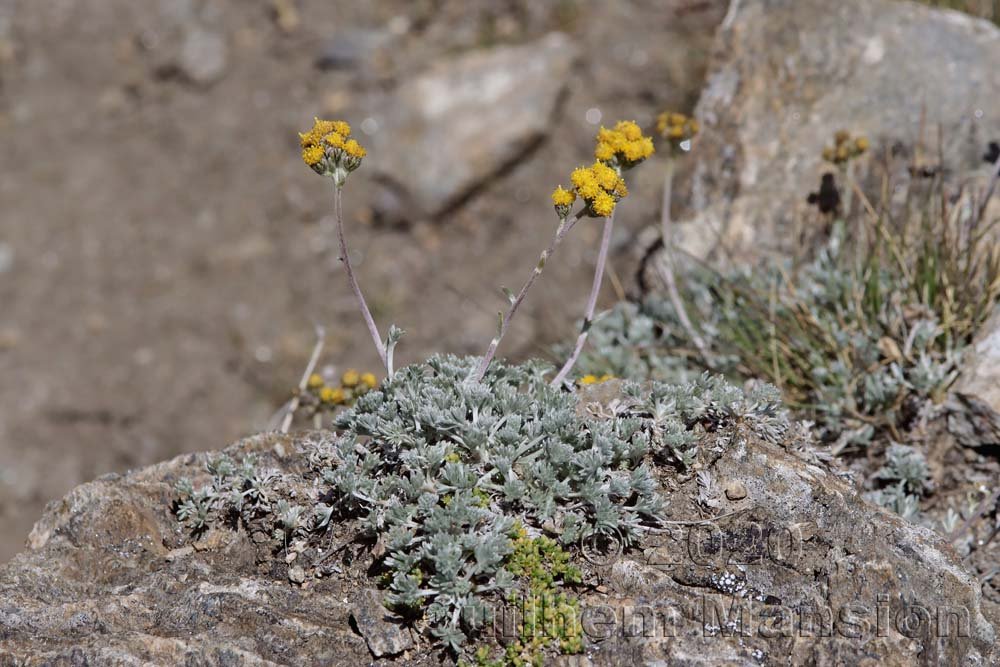Artemisia glacialis vers Zermatt (Suisse, Valais)