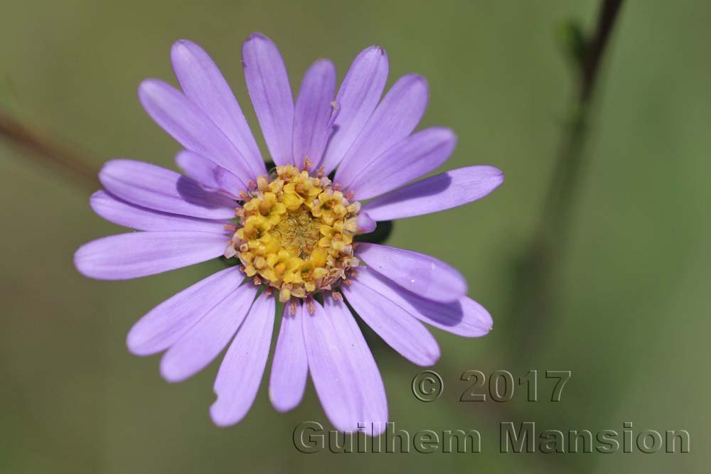 Aster amellus vers Boezen (Suisse, Argovie)