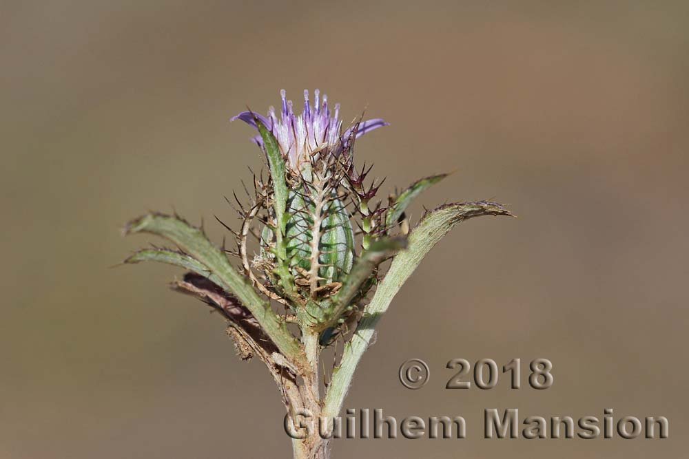 Atractylis cancellata au Cabo de Gata (Espagne, Andalousie)