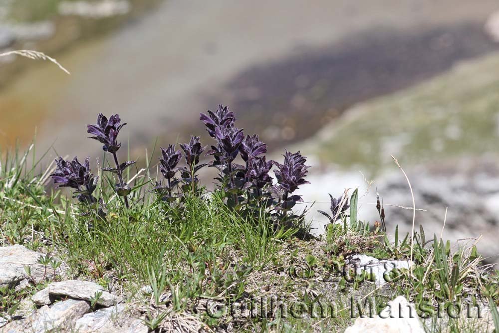 Bartsia alpina vers la Tzoumaz (Suisse, Valais)