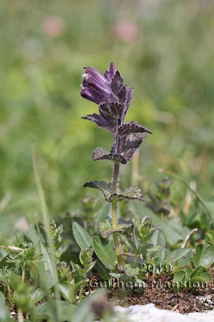 Bartsia alpina vers la station des Arc 2000 (France, Savoie)
