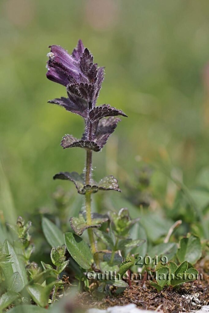 Bartsia alpina vers la station des Arc 2000 (France, Savoie)