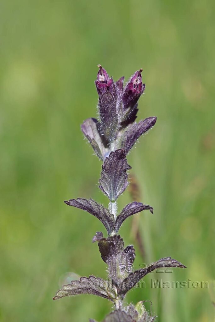 Bartsia alpina dans la région de l'Entlebuch (Suisse, Lucerne)