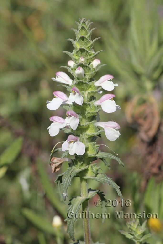 Bartsia trixago vers Torrox (Espagne, Andalousie)