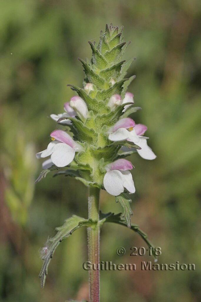 Bartsia trixago vers Torrox (Espagne, Andalousie)
