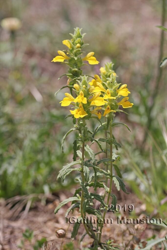 Bartsia trixago dans la réserve de Plemmirio (Italie, Sicile)
