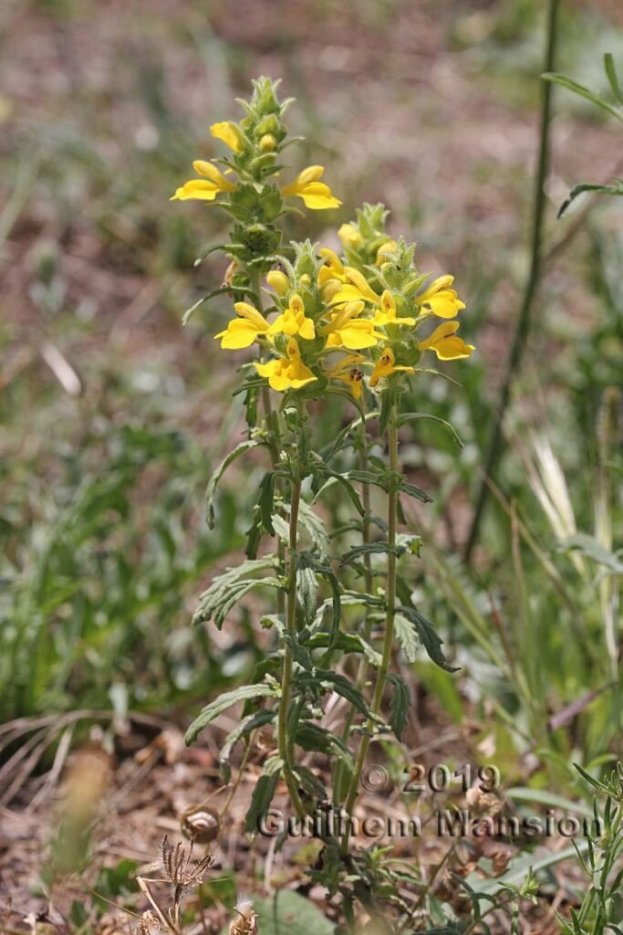 Bartsia trixago dans la réserve de Plemmirio (Italie, Sicile)