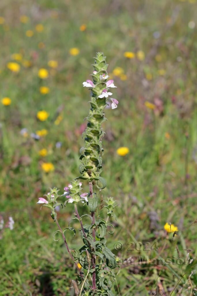Bartsia trixago vers Castelejo (Portugal, Vila do Bispo)