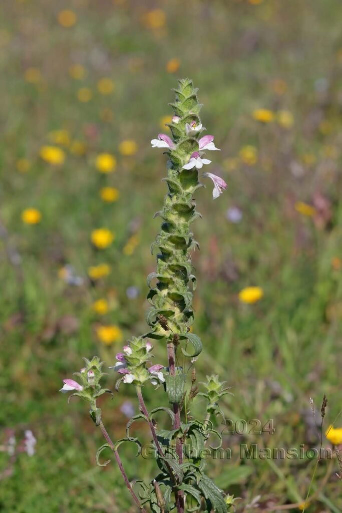 Bartsia trixago vers Castelejo (Portugal, Vila do Bispo)