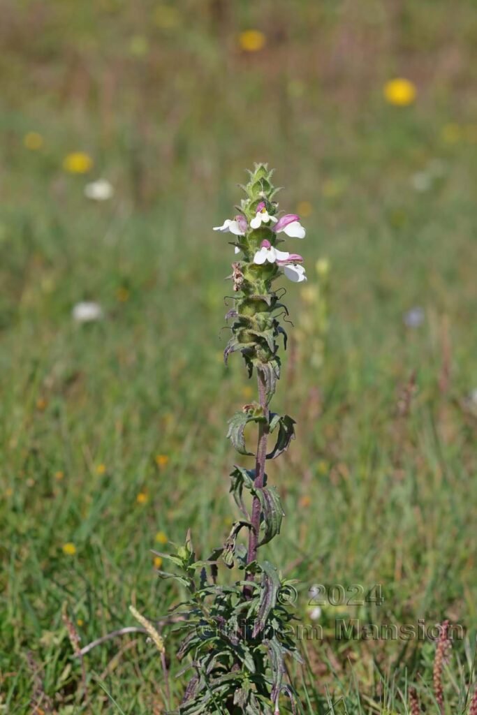 Bartsia trixago vers Castelejo (Portugal, Vila do Bispo)