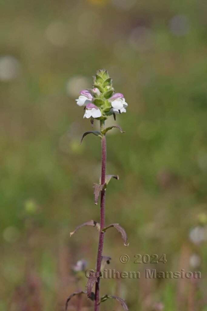 Bartsia trixago vers Castelejo (Portugal, Vila do Bispo)