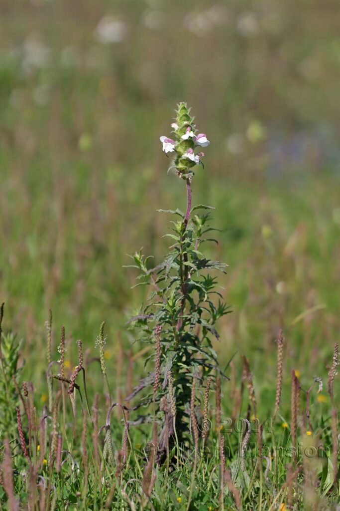 Bartsia trixago vers Castelejo (Portugal, Vila do Bispo)