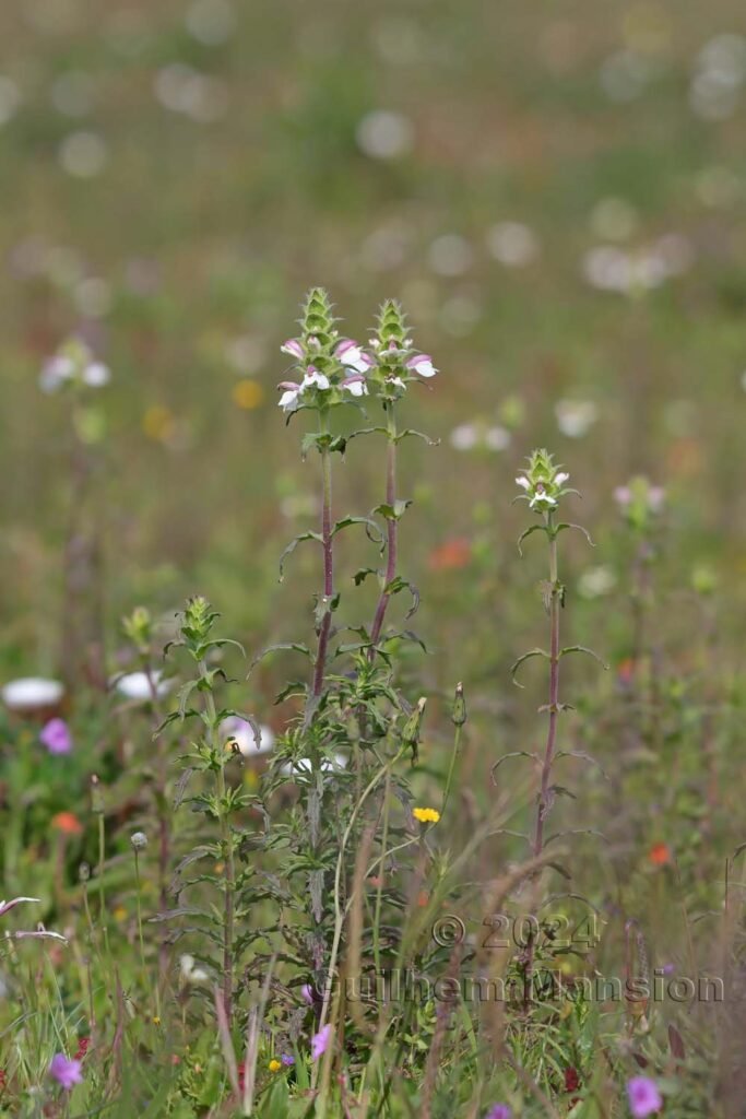 Bartsia trixago vers Castelejo (Portugal, Vila do Bispo)