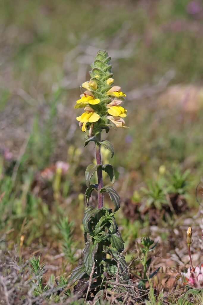 Bartsia trixago vers Sagres (Portugal, Vila do Bispo)