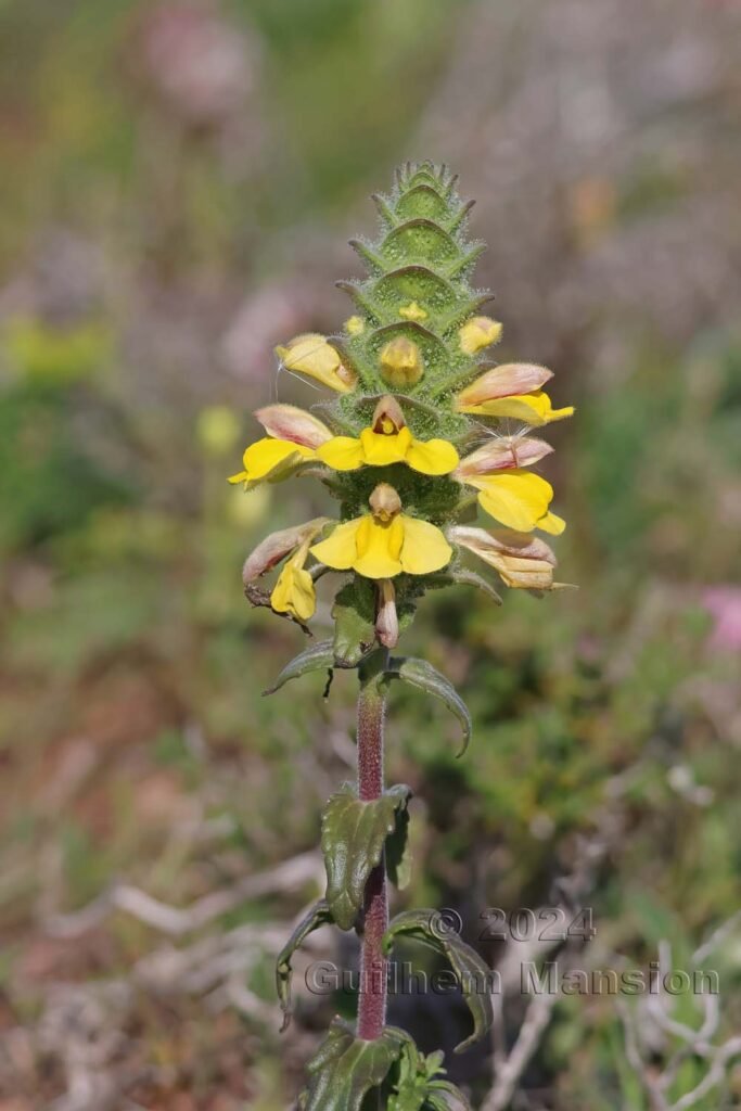 Bartsia trixago vers Sagres (Portugal, Vila do Bispo)