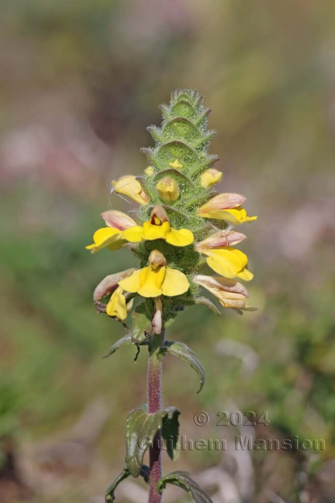 Bartsia trixago vers Sagres (Portugal, Vila do Bispo)