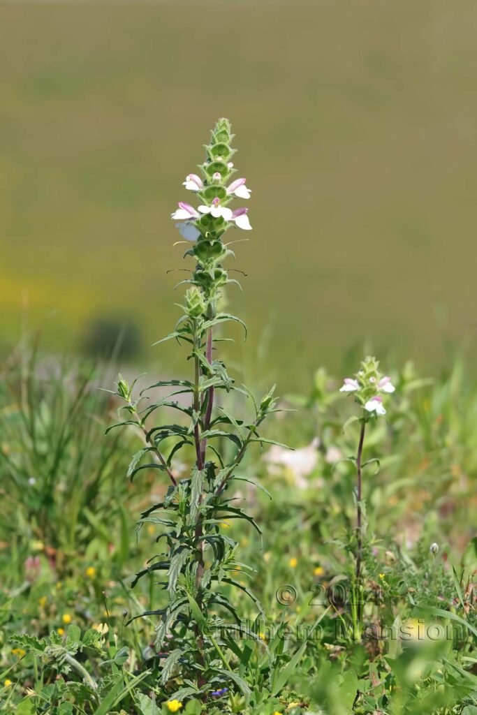 Bartsia trixago vers Raposeira (Portugal, Vila do Bispo)