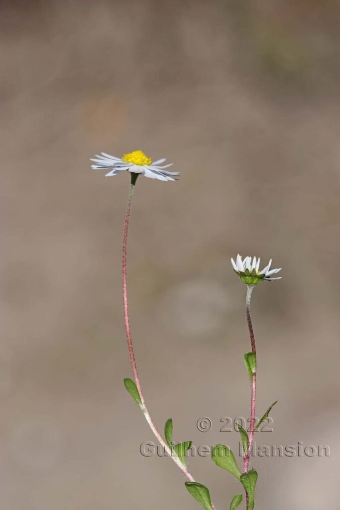 Bellis annua vers Bonifacio (France, Corse-du-Sud)