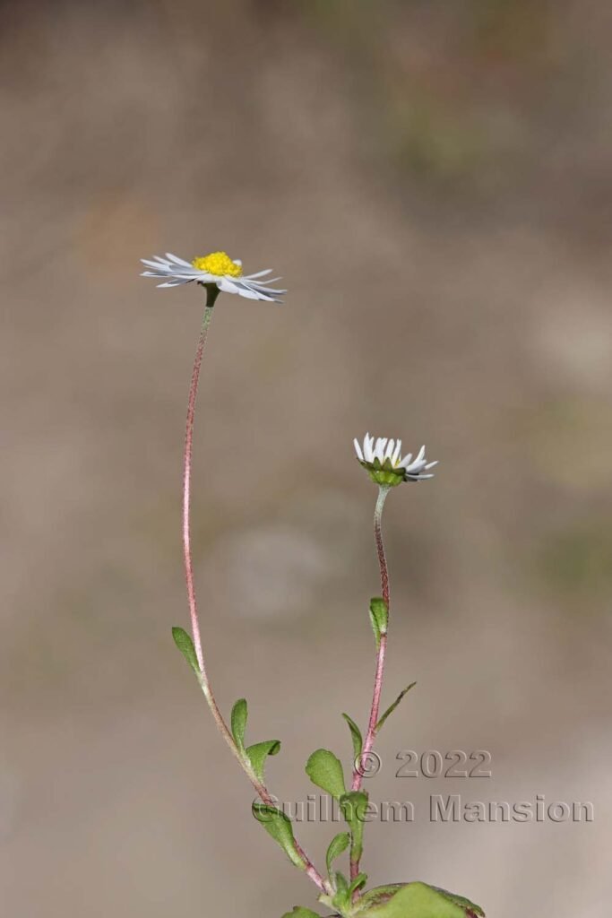 Bellis annua vers Bonifacio (France, Corse-du-Sud)