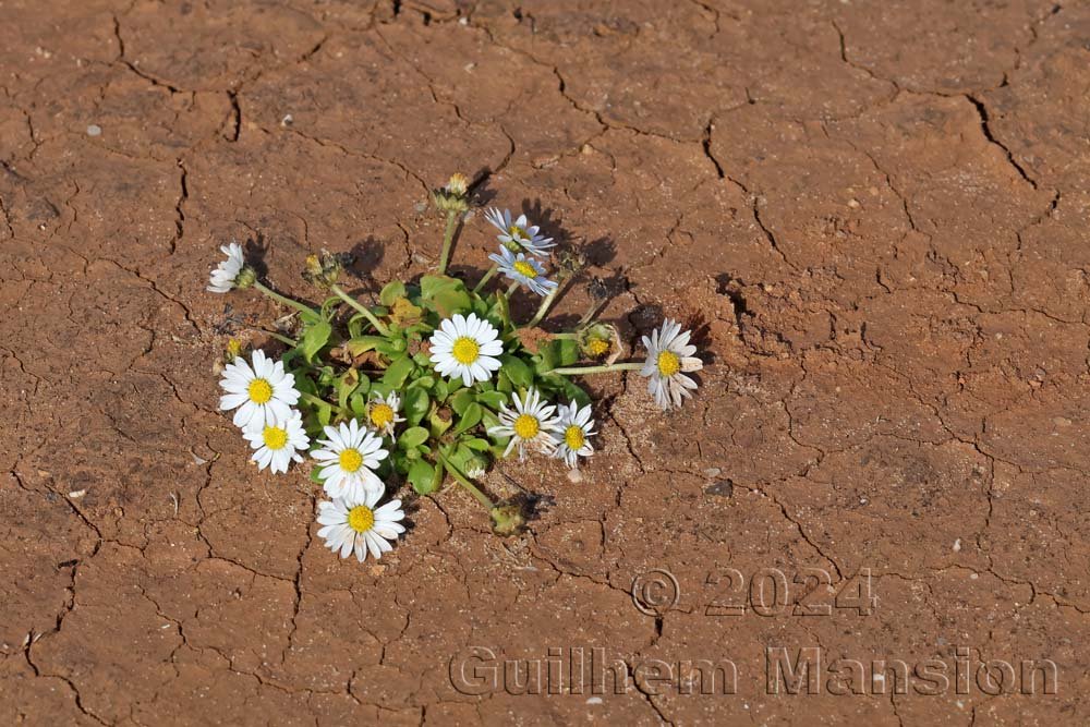 Bellis annua vers Sagres (Portugal, Vila do Bispo)