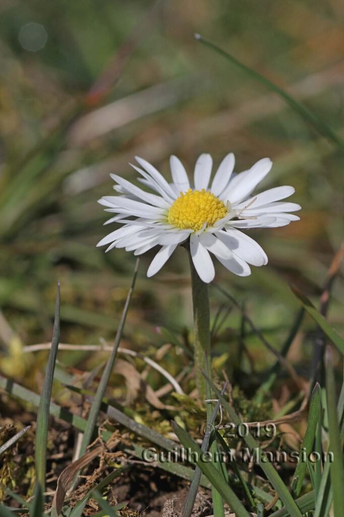 Bellis perennis vers Remigen (Suisse, Argovie)